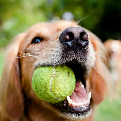 Dog Accessories